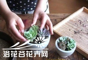 图解多肉植物群栽方法