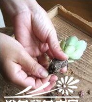 图解多肉植物群栽方法