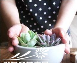 图解多肉植物群栽方法