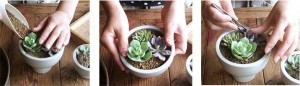 图解多肉植物群栽方法