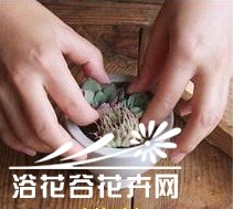 图解多肉植物群栽方法