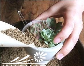 图解多肉植物群栽方法