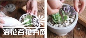 图解多肉植物群栽方法