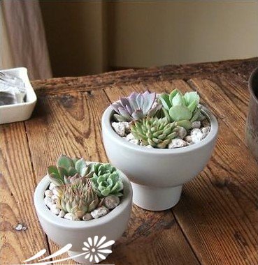 图解多肉植物群栽方法