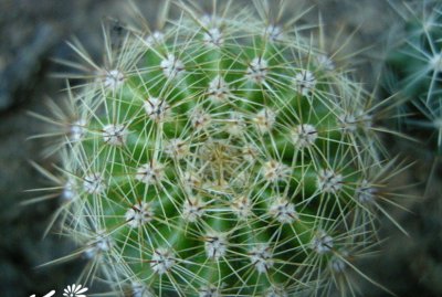 新手养活仙人球速成法（也适用多肉植物）