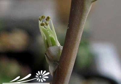 十二卷属多肉植物的互搓授粉法