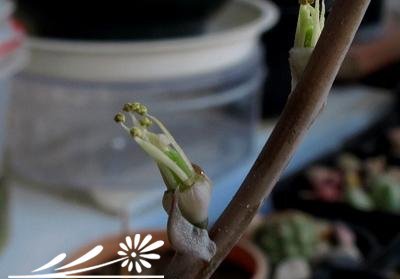 十二卷属多肉植物的互搓授粉法