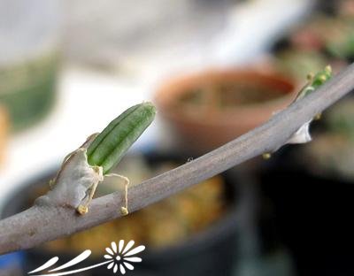 十二卷属多肉植物的互搓授粉法