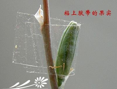 十二卷属多肉植物的互搓授粉法