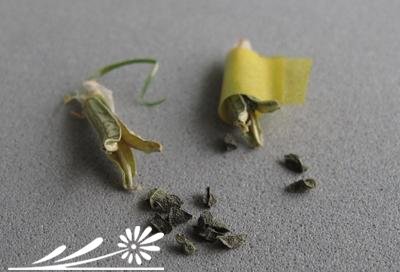 十二卷属多肉植物的互搓授粉法