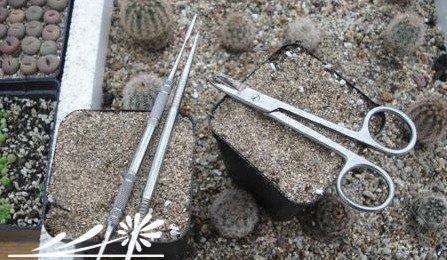多肉植物繁殖知识之景天的砍头繁殖