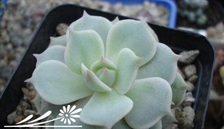 多肉植物繁殖知识之景天的砍头繁殖