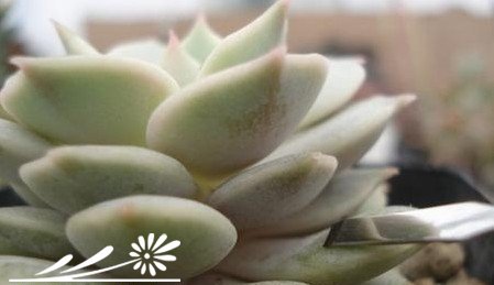 多肉植物繁殖知识之景天的砍头繁殖