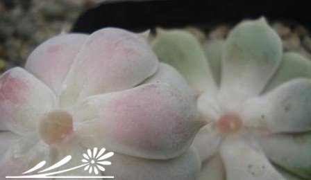 多肉植物繁殖知识之景天的砍头繁殖