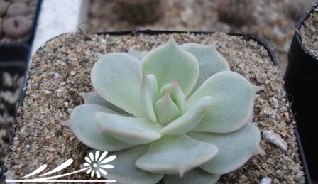 多肉植物繁殖知识之景天的砍头繁殖