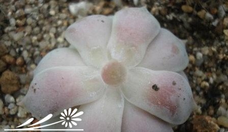 多肉植物繁殖知识之景天的砍头繁殖