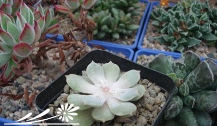 多肉植物繁殖知识之景天的砍头繁殖