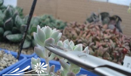 多肉植物繁殖知识之景天的砍头繁殖