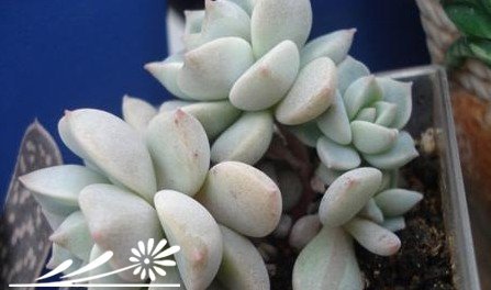 多肉植物繁殖知识之景天的砍头繁殖