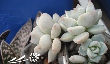 多肉植物繁殖知识之景天的砍头繁殖
