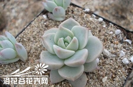 多肉植物繁殖知识之景天的砍头繁殖