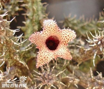 海葵萝藦-基本养护篇（Stapelianthus decaryi）