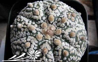 多肉植物种植知识之美兜的养成技巧