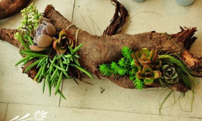 多肉植物如何正确选择植料、花盆 《多肉植物植料与花盆的正确选择》