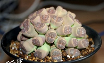 生石花的授粉取种到苗期管理 《生石花从授粉取种到苗期管理全流程》