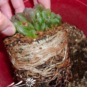 玉扇、万象等多肉植物的养根技巧 《玉扇、万象多肉植物养根小技巧》