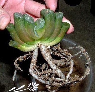 玉扇、万象等多肉植物的养根技巧