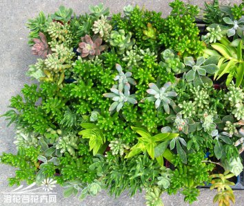 生长速度不给力的多肉植物如何播种？