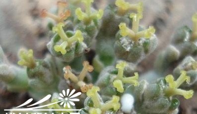 多肉植物布纹球的雌雄分辨？ 《如何分辨多肉植物布纹球的雌雄？》