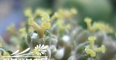 多肉植物布纹球的雌雄分辨？