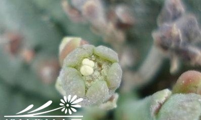 多肉植物布纹球的雌雄分辨？