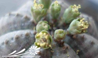 多肉植物布纹球的雌雄分辨？