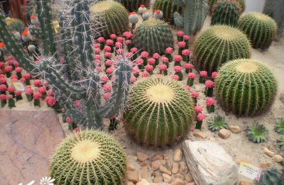 《仙人植物播种时期与方法》 仙人植物的播种时期与播种方法