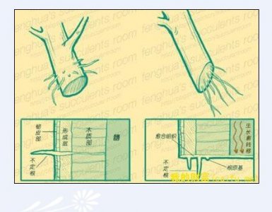 多肉植物的扦插繁殖法（图文详解）