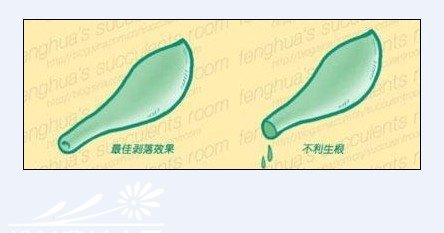 多肉植物的扦插繁殖法