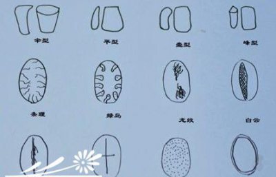 浅谈多肉植物种植经验之玉扇的种植、繁殖