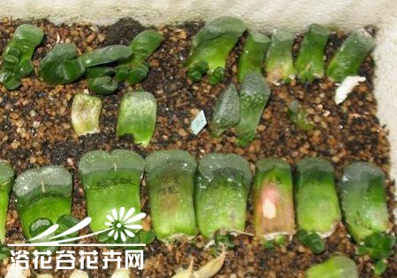 浅谈多肉植物种植经验之玉扇的种植、繁殖