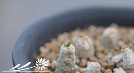 浅谈多肉植物种植经验之玉扇的种植、繁殖