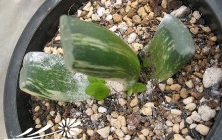 浅谈多肉植物种植经验之玉扇的种植、繁殖