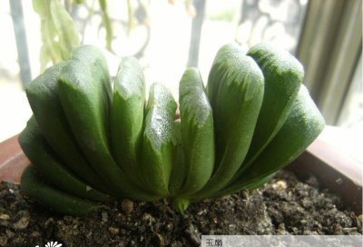 玉扇与万象的种植经验 《玉扇与万象种植心得》