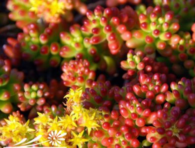 浅谈多肉植物的红叶现象 《多肉植物红叶现象小谈》