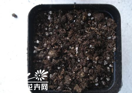 多肉植物种植知识之景天的上盆
