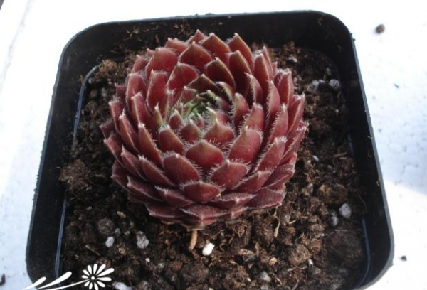 多肉植物种植知识之景天的上盆