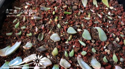多肉植物叶插的后期养护 《多肉植物叶插后期如何养护？》