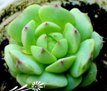 多肉植物是否防辐射及夜间是否释放氧气？