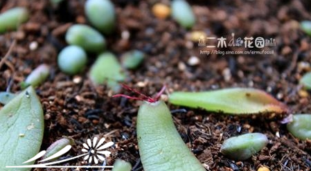 多肉植物叶插的后期养护